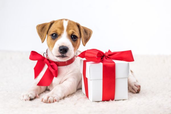 Best gifts for our pets